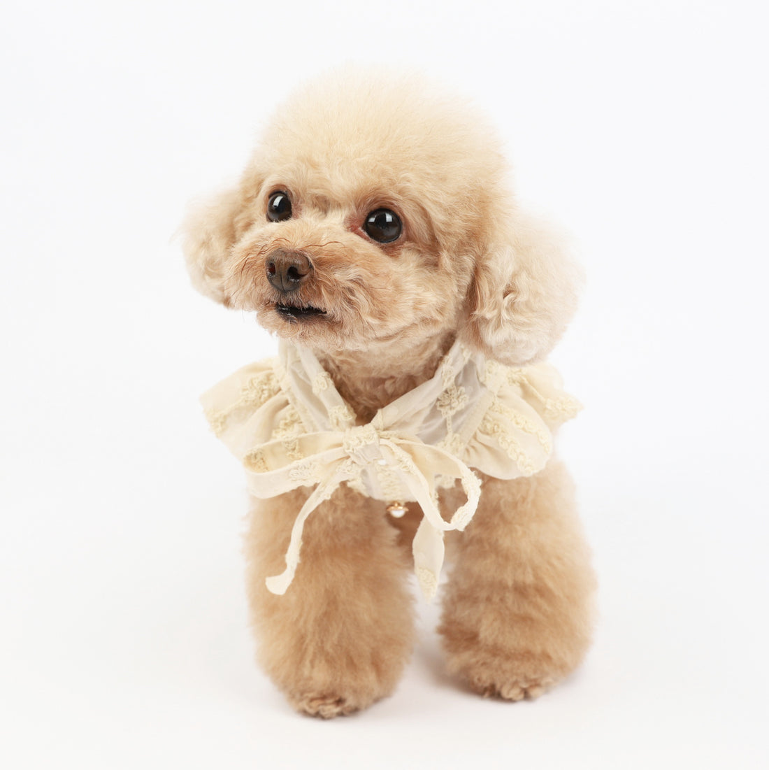 Pet Dog Summer Spring Lovely Dress